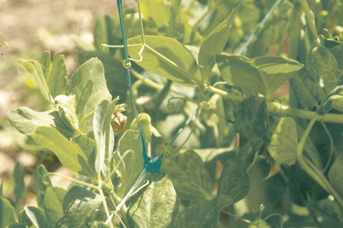 Szegfűháló, 1,2m*5m, szintelen