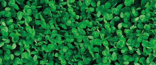 Barenbrug Mikrohere 0,5kg