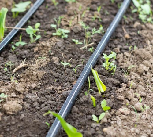 Giwa 10cm osztású csepegtető szalag 6mil 10l/h/m (100m/tekercs)