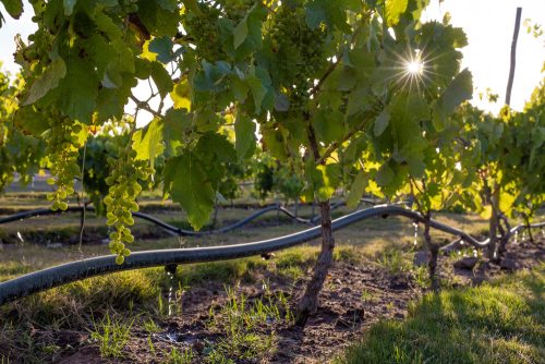 Polidrip csepegtetőcső, 20/33, 4 l/h, 1m