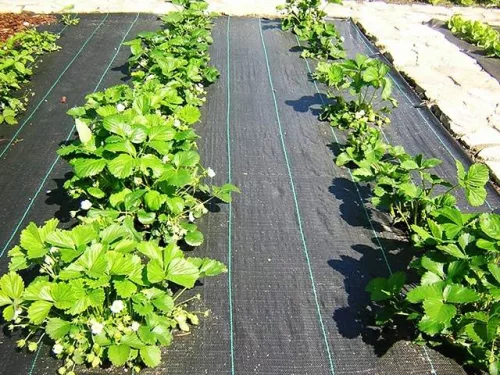 Agroszövet PPHA 90 g/m2, 0,6 m x 100 fm/60m2