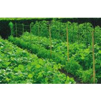 Kertészeti hálók, növényfuttató hálók